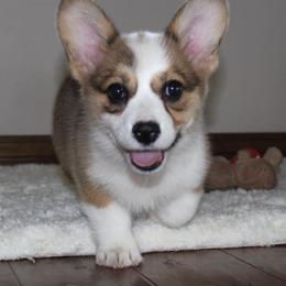 Aussiedoodle and Pembroke Welsh Corgi Puppies from Trixie Dixie Corgis