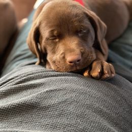 Labrador Retriever Puppies from On My Side Kennels