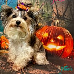 Sono - Yorkshire Terrier