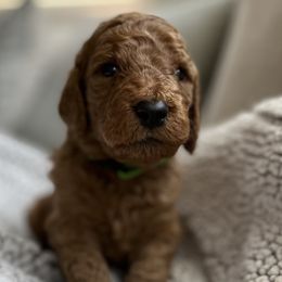 Boy 4 - Red  Goldendoodle puppy in Christiana, Tennessee from Rechlicz Family Doodles