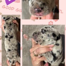 Lace - Merle female Great Dane puppy in Wellsville, New York from Prophecy Danes