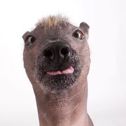 Xoloitzcuintli All Grown Up from Yadalanh Xoloitzcuintli