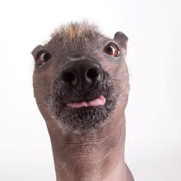 Xoloitzcuintli All Grown Up from Yadalanh Xoloitzcuintli