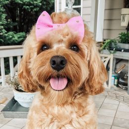 Daphne - Australian Labradoodle