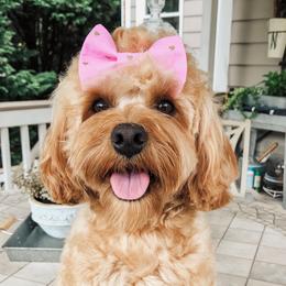 Daphne - Australian Labradoodle