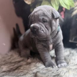Syrax - Blue female Chinese Shar-Pei puppy in Lehigh Acres, Florida from Florida Wrinkles