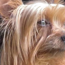 Yorkshire Terriers from Huggable Yorkies