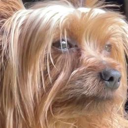 Yorkshire Terriers from Huggable Yorkies