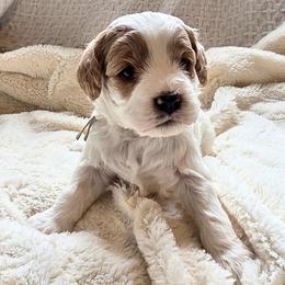 Girl 2 Cozy - Blenheim female Cavapoo puppy in Gunnison, Utah from Curls and Camo Pups