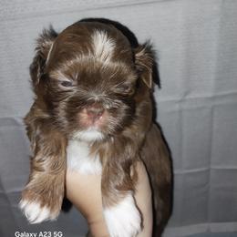 Bruce - Liver and white male Shih Tzu puppy in Arcadia, Florida from Kitsune Cuddles and kisses