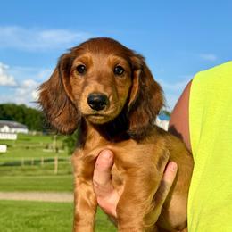 Ruby - Red female Dachshund puppy in Meadville, Pennsylvania from Four Seasons Dachshunds