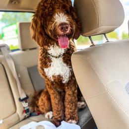 Fox - Goldendoodle