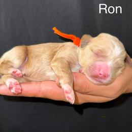 Ron - Red  male Goldendoodle puppy in Conroe, Texas from Tails of Cypress