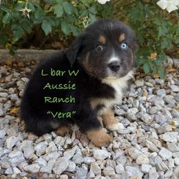 Vera - Black tri female Miniature Australian Shepherd puppy in Midway, Texas from L Bar W Aussie Ranch