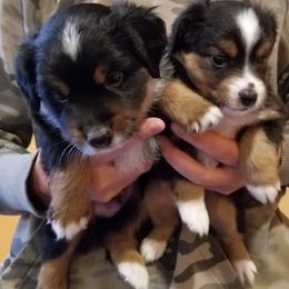Miniature Australian Shepherd and Toy Australian Shepherd Puppies from Johnson's Australian Shepherds