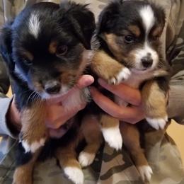 Miniature Australian Shepherd and Toy Australian Shepherd Puppies from Johnson's Australian Shepherds