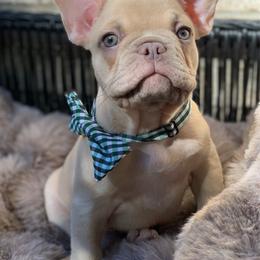 Ice T - Blue fawn male French Bulldog puppy in Minneapolis, Minnesota from Flyazz Frenchies Kennels