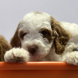 Boy 4 - Parti Goldendoodle puppy in Rialto, California from Bridge City Doodles