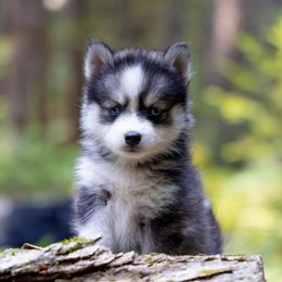 Hestia - Wolf sable female Pomsky puppy in Moultonborough, New Hampshire from Foxfire Arctic Spitz