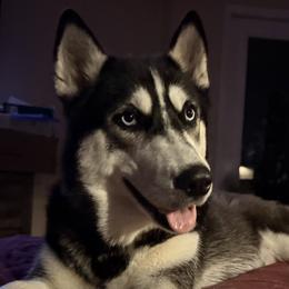 Siberian Husky All Grown Up from Dennis Kirkpatrick