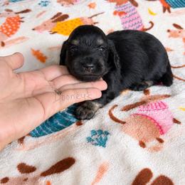 Alice - Black and cream female Dachshund puppy in Molino, Florida from Dooney's Dachshunds