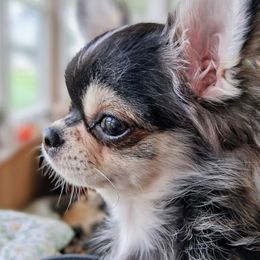 Simeon (or Simmy) - Chihuahua