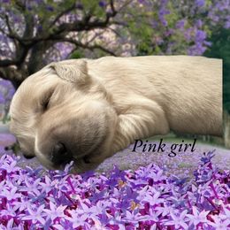 Golden Retriever Puppies from Family Loved Golden Retrievers