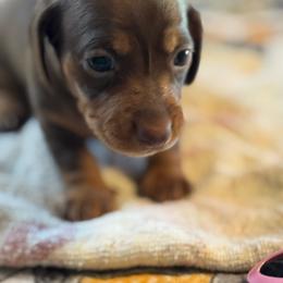 Faith - Chocolate and tan female Dachshund puppy in Staley, North Carolina from Langley Farms Dachshunds