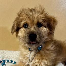 Aspinwall de La Rive - Fawn merle male Pyrenean Shepherd puppy in Ripley, Ohio from La Rive Pyr Sheps LLC