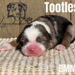 Miniature Australian Shepherd and Toy Australian Shepherd Puppies from Willow Lane Ranch