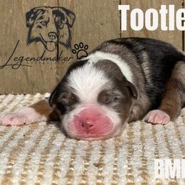 Miniature Australian Shepherd and Toy Australian Shepherd Puppies from Willow Lane Ranch
