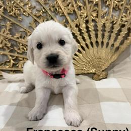 Francesca (Sunny) - Light golden female Golden Retriever puppy in Conroe, Texas from Tails of Cypress