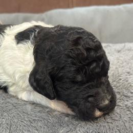 Oreo - Parti male Poodle puppy in Flora, Illinois from Hanging Rock Poodles