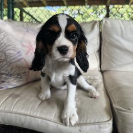 Polly - Tri-color female Cavalier King Charles Spaniel puppy in Lula, Georgia from Cavaliers by Crumley
