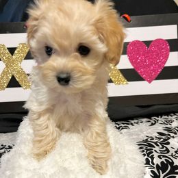 Daphne - Poodle puppy from Healing Pawz LLC