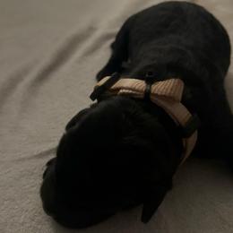 Beige Male - Black male Labrador Retriever puppy in Durango, Colorado from Burress Family Farm and Kennels