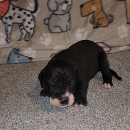 Eileen - Mantle female Great Dane puppy in Walker, Louisiana from La Rebel Danes