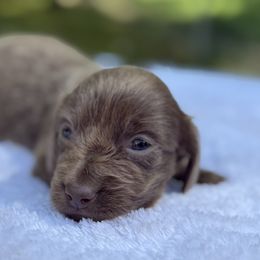 Bella - Fawn female Dachshund puppy in Newport, Tennessee from Foothills Mini Doxies