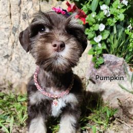 Pumkin - Liver female Miniature Schnauzer puppy in Vernal, Utah from High Uinta Schnauzers