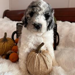 Coral - Merle female Goldendoodle puppy in Greensboro, Georgia from B’s Doodles