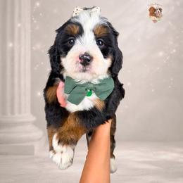 Heart - Tri-color female Bernedoodle puppy in Canton, Georgia from Teddy Puppies