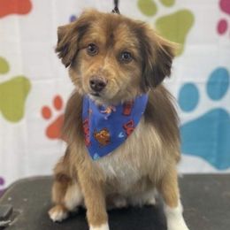 Huck - Toy Australian Shepherd