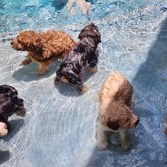 Whoodle Puppies from Texas Puppy Dreams LLC dba Whoodles and Co.