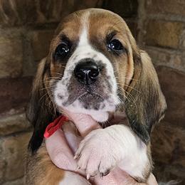 Red Collar Girl - 3250 - Black white and brown female Basset Hound puppy in Richland Hills, Texas from The Basset Family