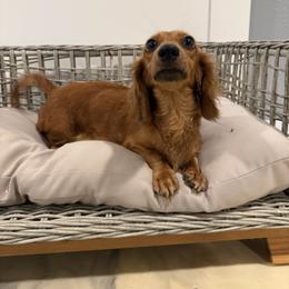Willow - Dachshund