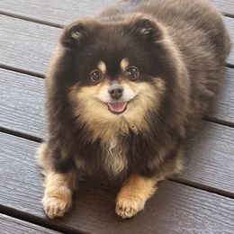 Winnie - Pomeranian