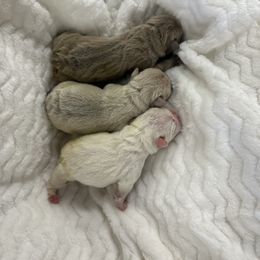 French Bulldog Puppies from ImAgem Frenchies