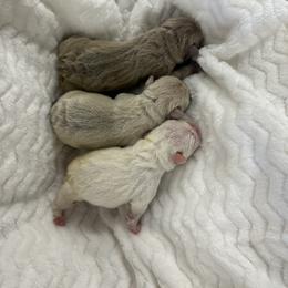 French Bulldog Puppies from ImAgem Frenchies