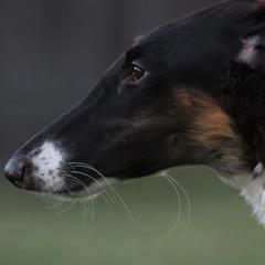 Borzois from Berkshyr Borzoi
