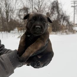 Lyanna - Fawn female Belgian Malinois puppy in Baltimore, Maryland from Abenteurer German Shepherds & Belgian Malinois
